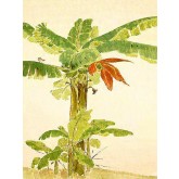 Chen Shuren Banana Tree