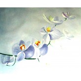 White Purple Orchids